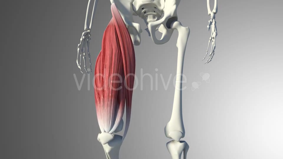 3D Quadriceps Muscles Videohive 20937722 Motion Graphics Image 11