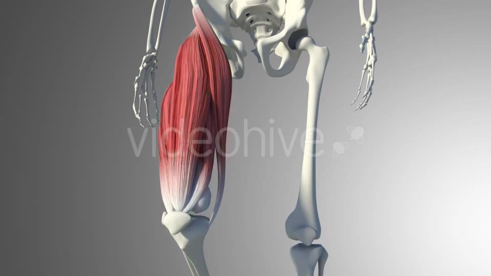 3D Quadriceps Muscles Videohive 20937722 Motion Graphics Image 12