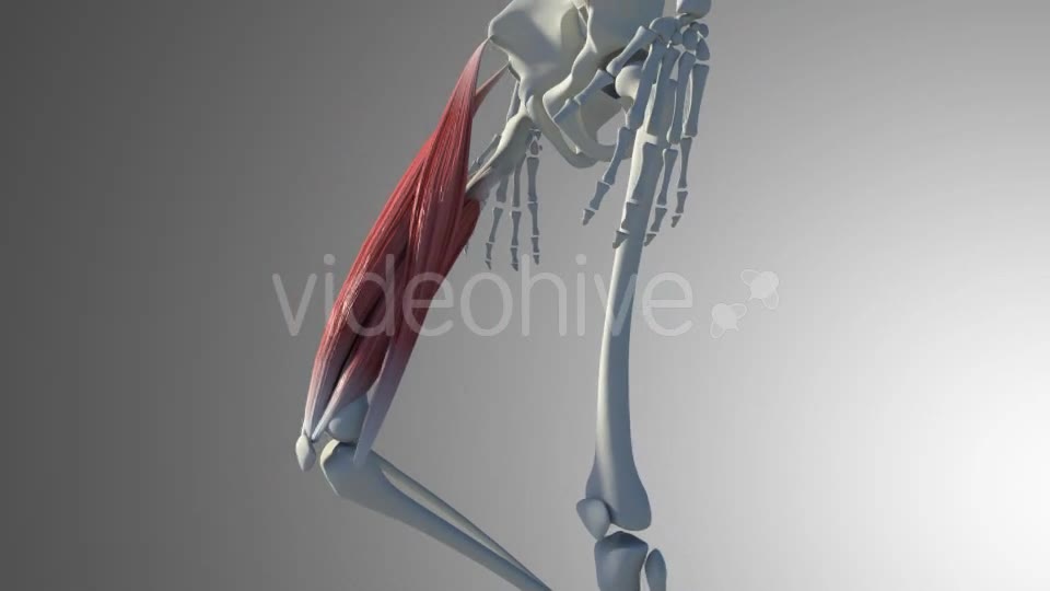 3D Quadriceps Muscles Videohive 20937722 Motion Graphics Image 13