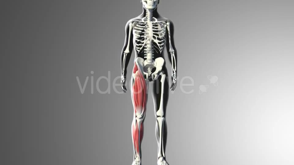 3D Quadriceps Muscles Videohive 20937722 Motion Graphics Image 2