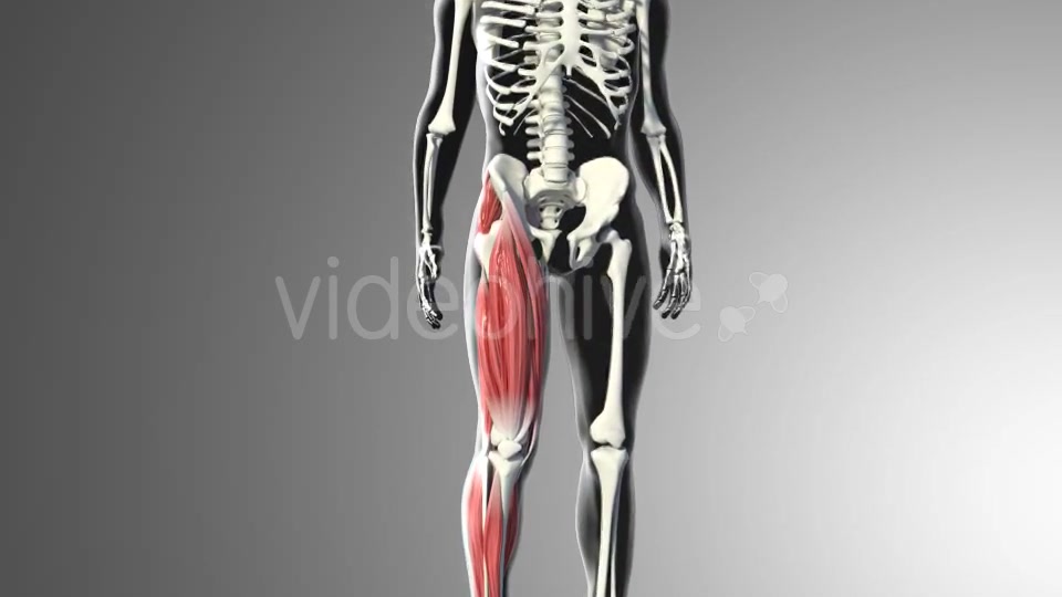 3D Quadriceps Muscles Videohive 20937722 Motion Graphics Image 3