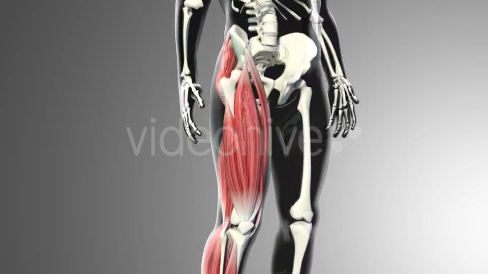 3D Quadriceps Muscles Videohive 20937722 Motion Graphics Image 4