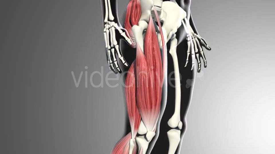 3D Quadriceps Muscles Videohive 20937722 Motion Graphics Image 5