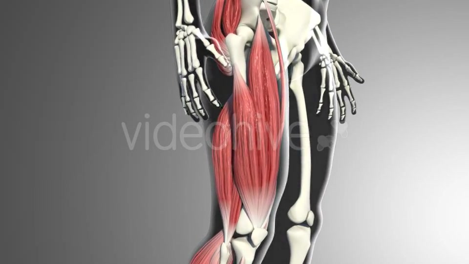 3D Quadriceps Muscles Videohive 20937722 Motion Graphics Image 6