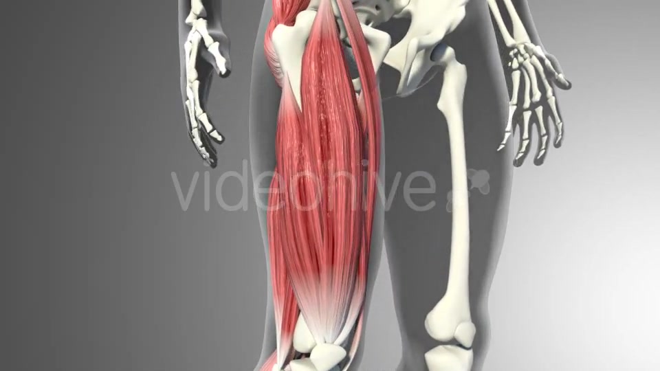3D Quadriceps Muscles Videohive 20937722 Motion Graphics Image 7