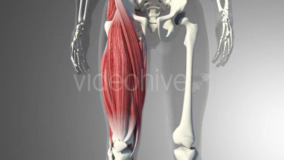 3D Quadriceps Muscles Videohive 20937722 Motion Graphics Image 8