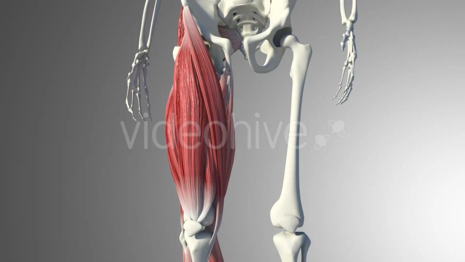 3D Quadriceps Muscles Videohive 20937722 Motion Graphics Image 9