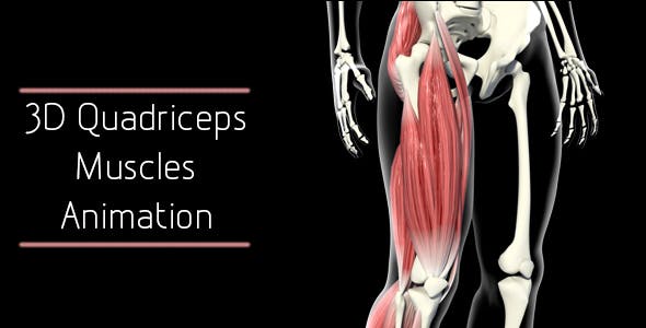 3D Quadriceps Muscles - 20937722 Download Videohive