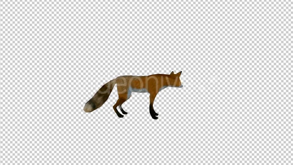 3D Realistic Fox Videohive 20039456 Motion Graphics Image 5