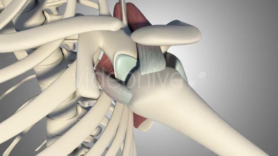 3D Rotator Cuff Tear Videohive 20511731 Motion Graphics Image 5