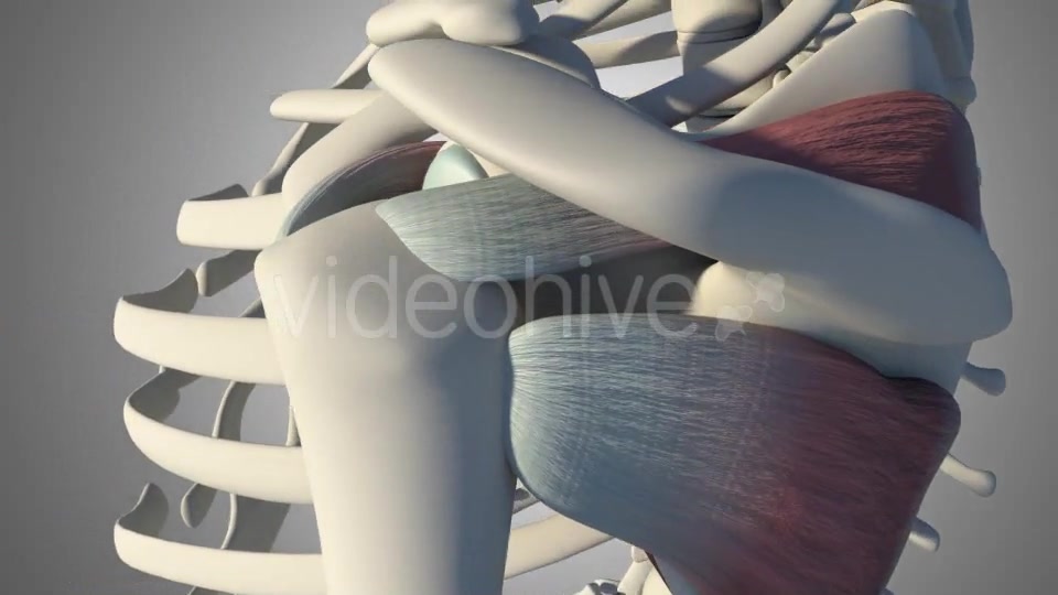 3D Rotator Cuff Tear Videohive 20511731 Motion Graphics Image 7