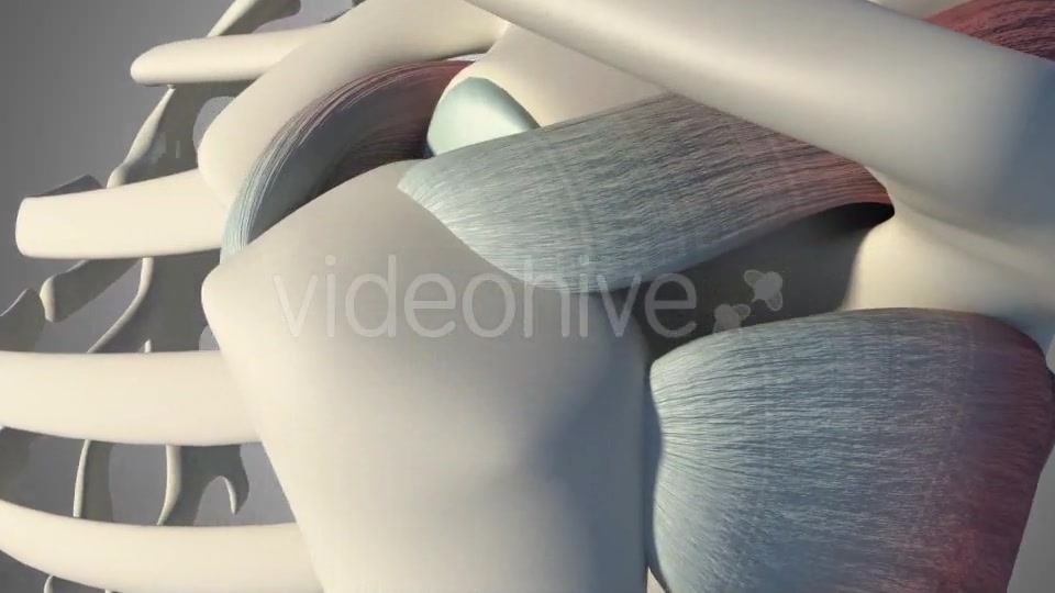 3D Rotator Cuff Tear Videohive 20511731 Motion Graphics Image 8