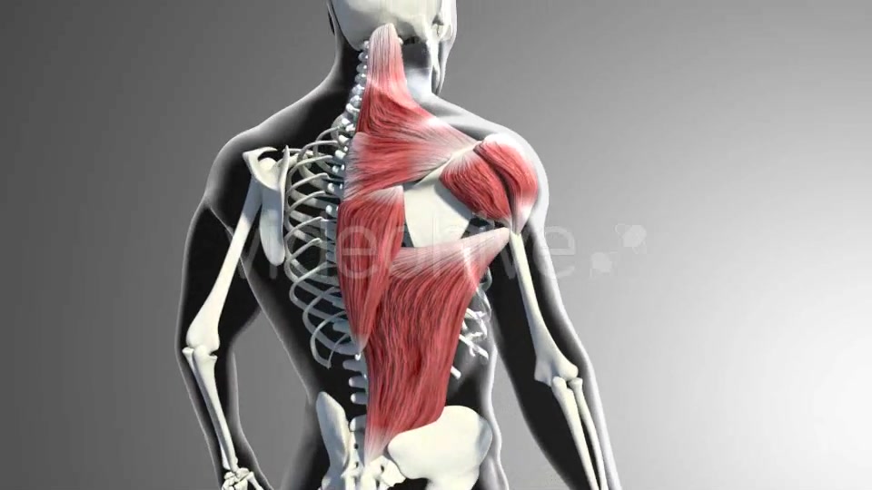 3D Trapezius Muscles 20938057 Videohive Direct Download Motion Graphics