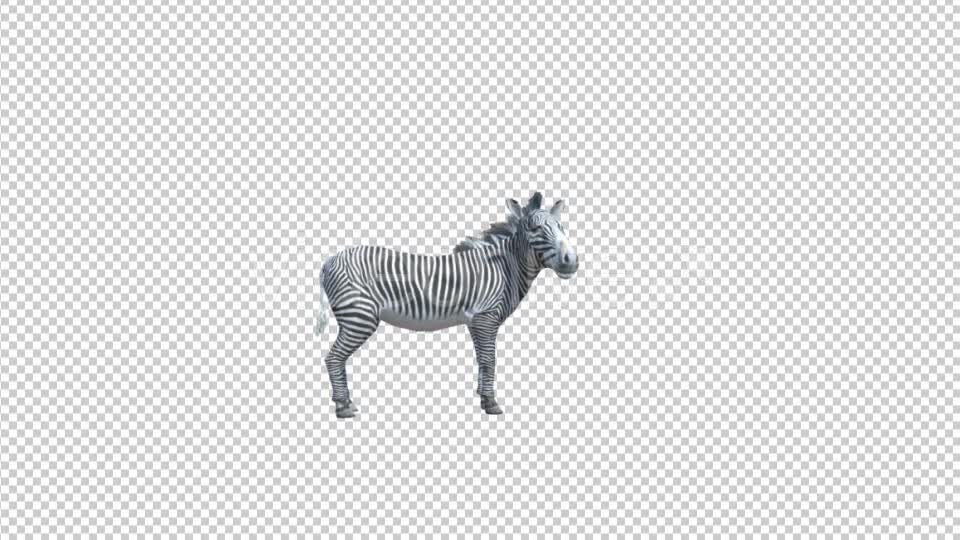 3D Zebra Looking Around Videohive 19882243 Motion Graphics Image 1