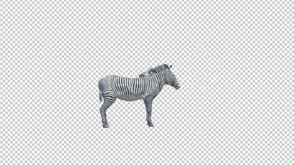 3D Zebra Looking Around Videohive 19882243 Motion Graphics Image 3