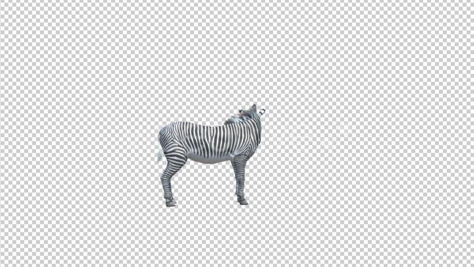 3D Zebra Looking Around Videohive 19882243 Motion Graphics Image 4