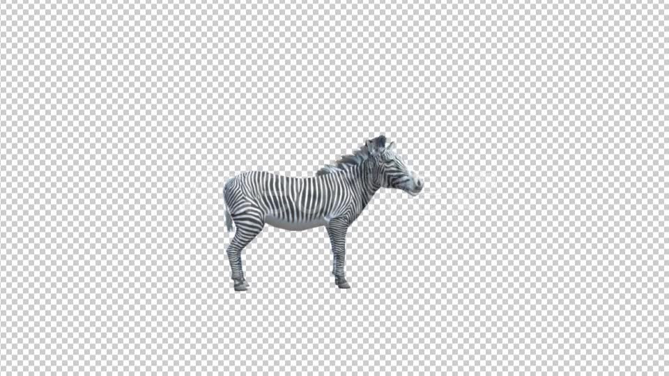 3D Zebra Looking Around Videohive 19882243 Motion Graphics Image 6