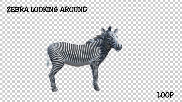 3D Zebra Looking Around - 19882243 Videohive Download