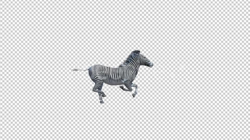 3D Zebra Run Animation Videohive 19882297 Motion Graphics Image 1