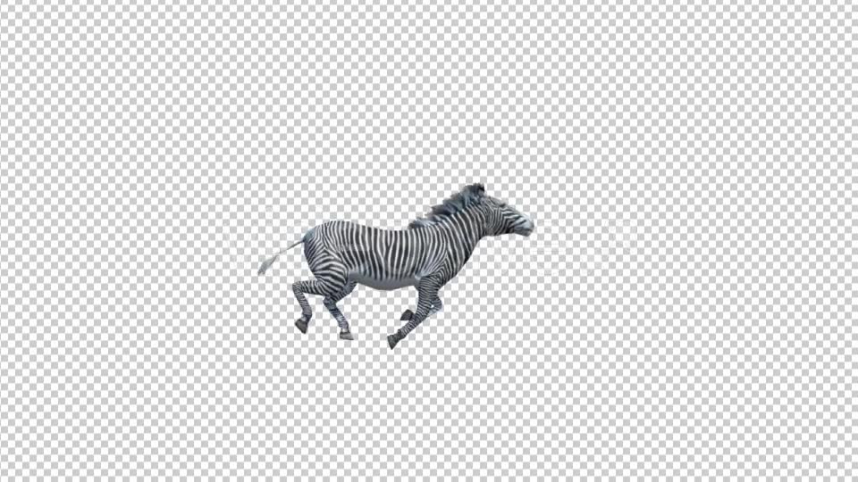 3D Zebra Run Animation Videohive 19882297 Motion Graphics Image 2