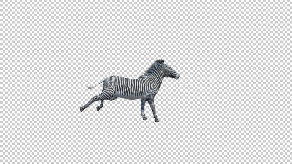3D Zebra Run Animation Videohive 19882297 Motion Graphics Image 3