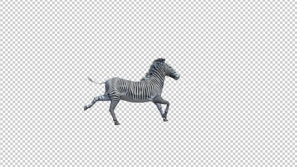 3D Zebra Run Animation Videohive 19882297 Motion Graphics Image 4