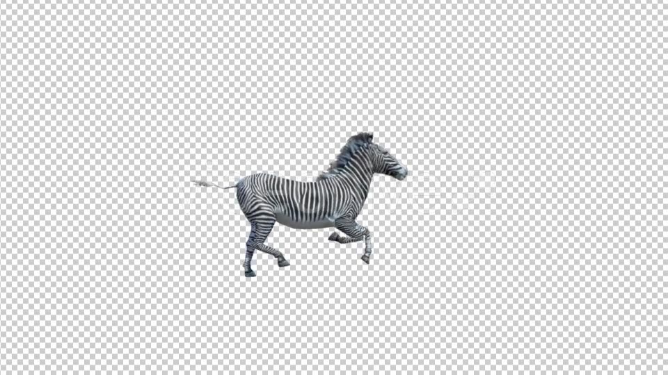 3D Zebra Run Animation Videohive 19882297 Motion Graphics Image 5