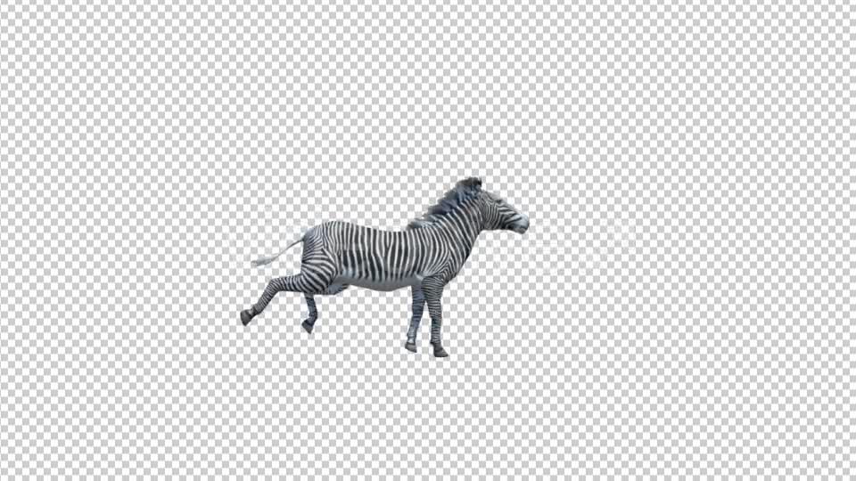 3D Zebra Run Animation Videohive 19882297 Motion Graphics Image 7