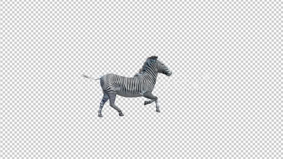 3D Zebra Run Animation Videohive 19882297 Motion Graphics Image 9
