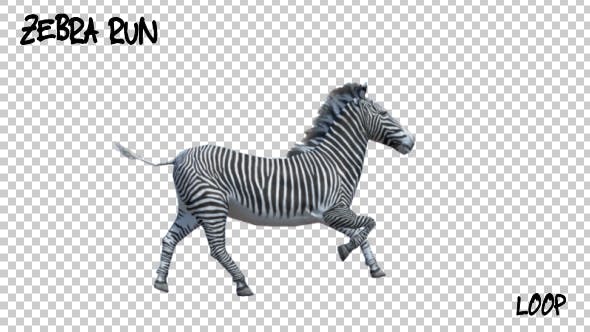 3D Zebra Run Animation - Download Videohive 19882297
