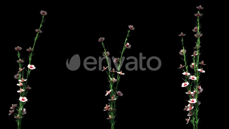4K Atkinsiana Plant Growing Timelapse with Alpha Matte Videohive 22359887 Motion Graphics Image 3