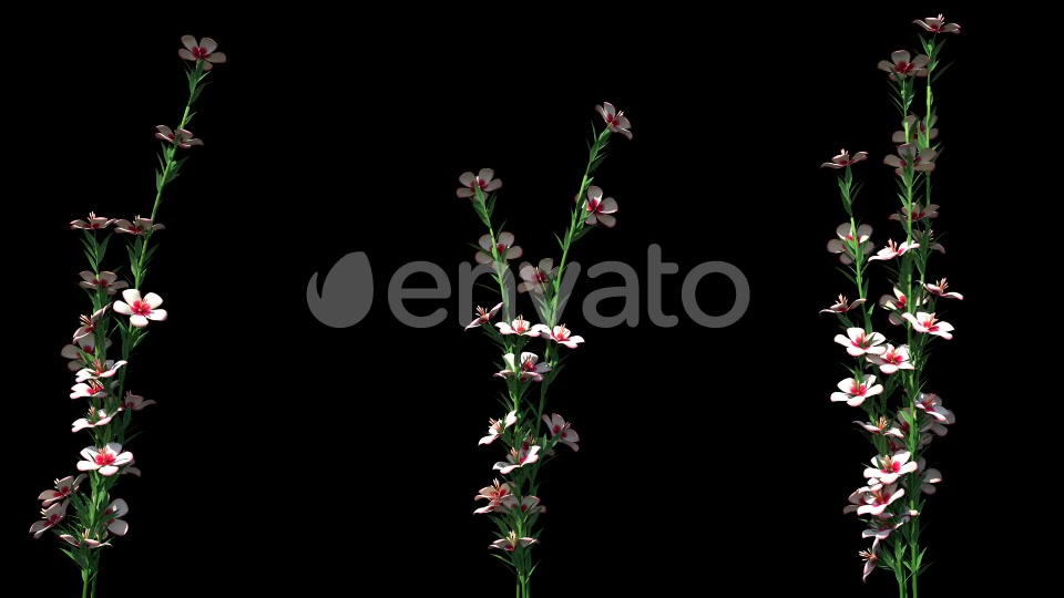 4K Atkinsiana Plant Growing Timelapse with Alpha Matte Videohive 22359887 Motion Graphics Image 4