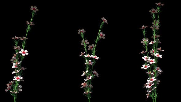 4K Atkinsiana Plant Growing Timelapse with Alpha Matte - 22359887 Download Videohive
