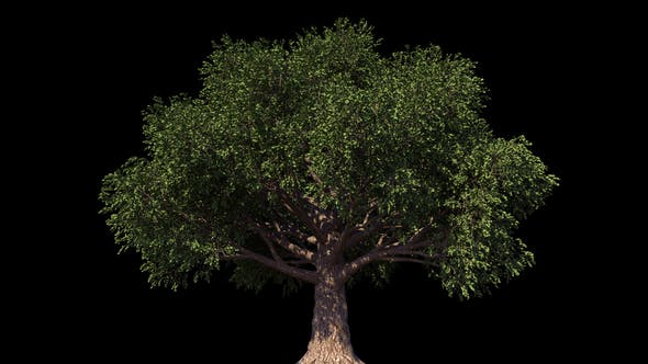 4K Beech Tree Growing Timelapse - Videohive 21866568 Download