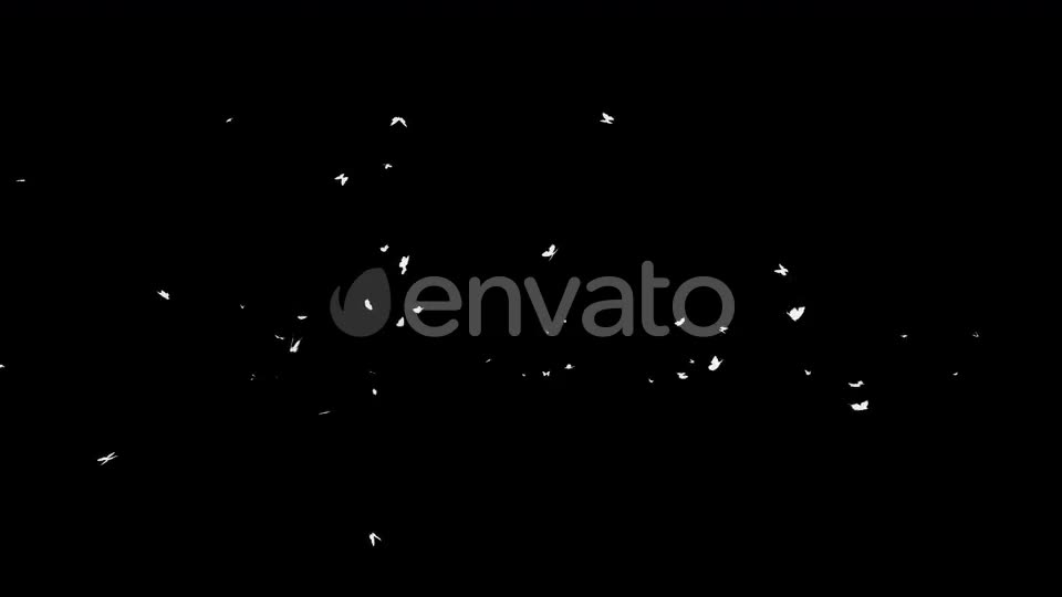 4K Butterflies White Silhouette Videohive 22658935 Motion Graphics Image 1
