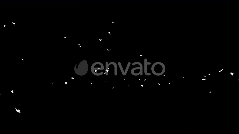 4K Butterflies White Silhouette Videohive 22658935 Motion Graphics Image 3