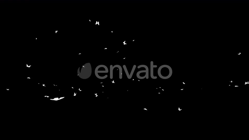 4K Butterflies White Silhouette Videohive 22658935 Motion Graphics Image 5