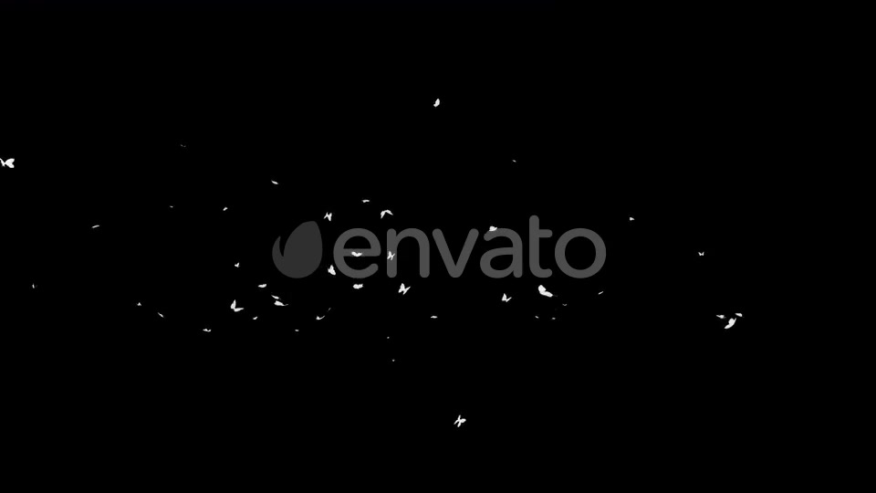 4K Butterflies White Silhouette Videohive 22658935 Motion Graphics Image 9