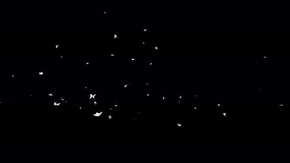 4K Butterflies White Silhouette - Download 22658935 Videohive