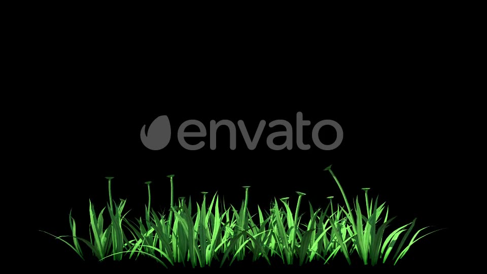 4K Clover Plant Growing Timelapse Videohive 22359944 Motion Graphics Image 2