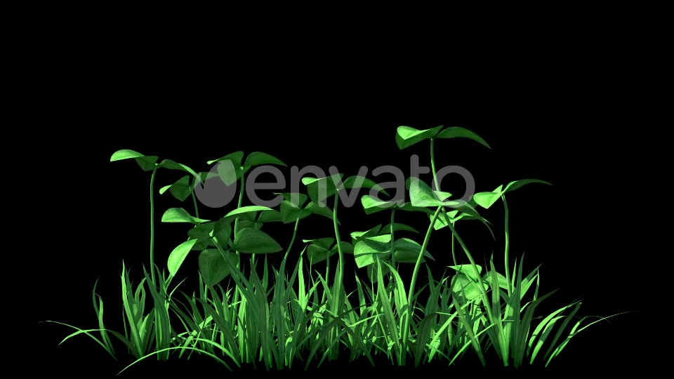 4K Clover Plant Growing Timelapse Videohive 22359944 Motion Graphics Image 3