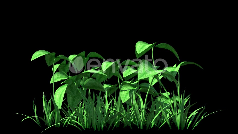 4K Clover Plant Growing Timelapse Videohive 22359944 Motion Graphics Image 4