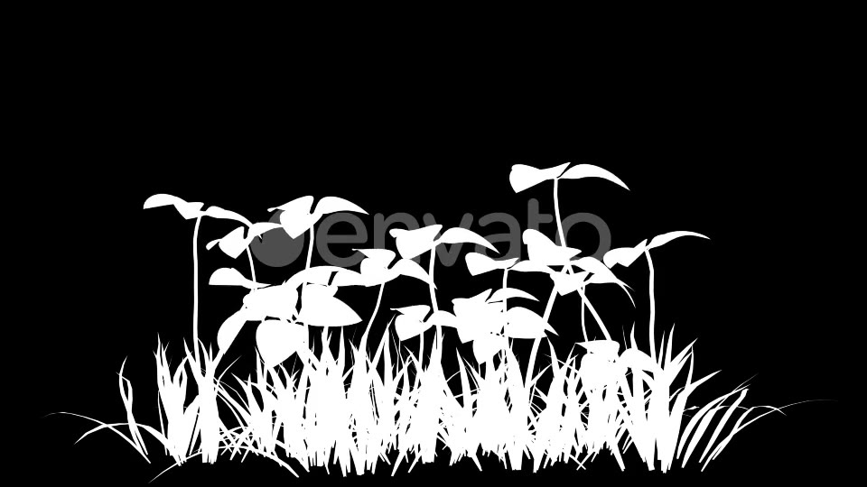 4K Clover Plant Growing Timelapse Videohive 22359944 Motion Graphics Image 7