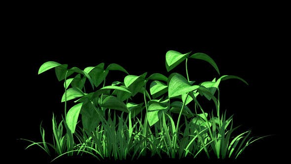 4K Clover Plant Growing Timelapse - Videohive Download 22359944