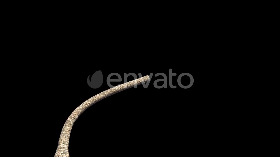 4K Curly Palm Tree Growing Timelapse Videohive 21866651 Motion Graphics Image 2