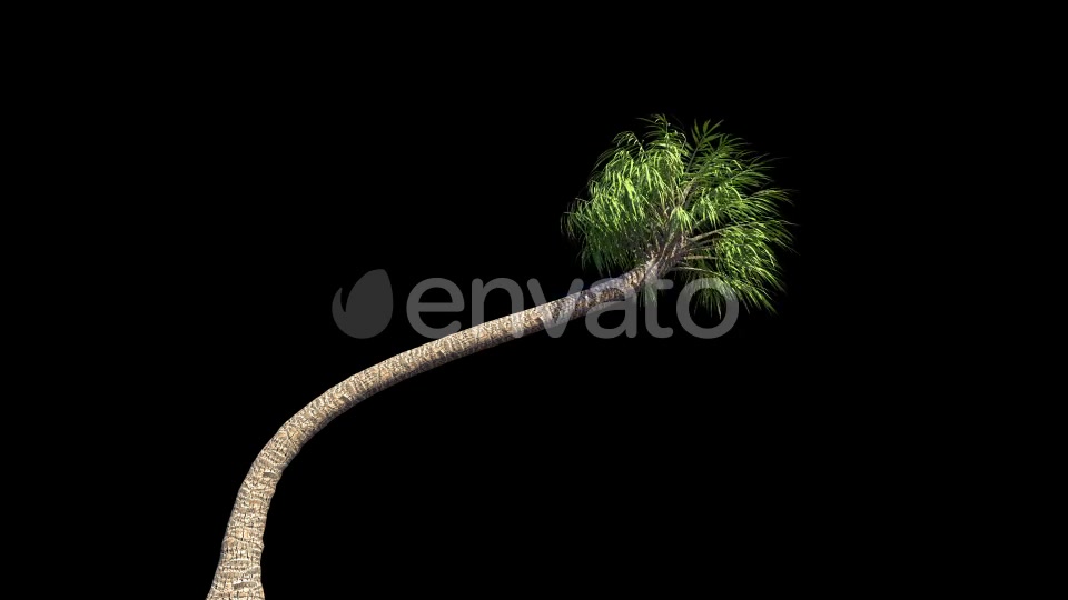 4K Curly Palm Tree Growing Timelapse Videohive 21866651 Motion Graphics Image 3