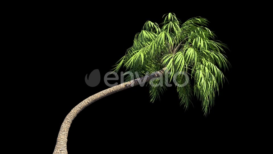 4K Curly Palm Tree Growing Timelapse Videohive 21866651 Motion Graphics Image 4