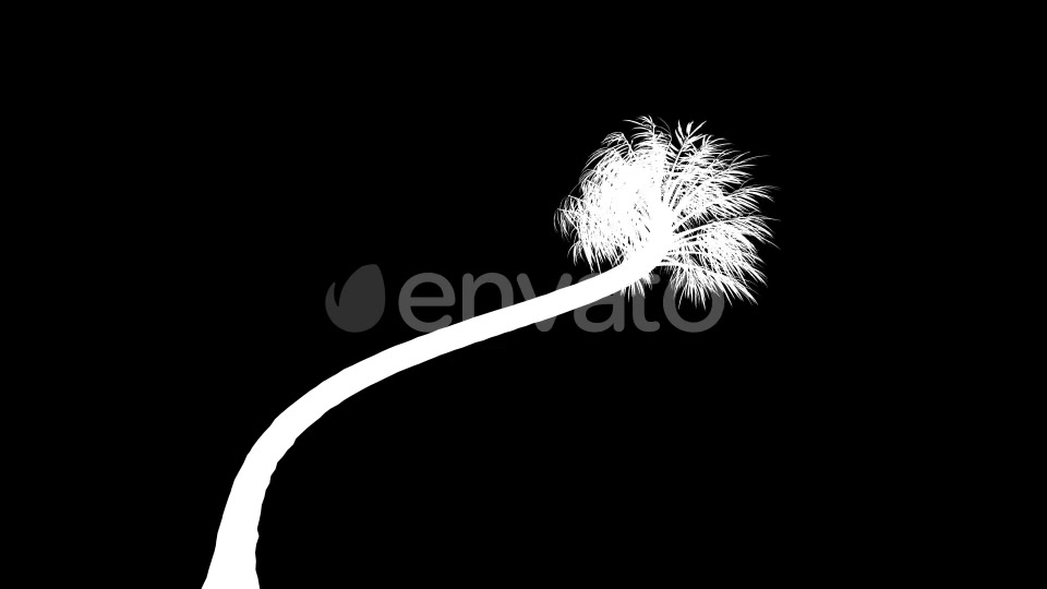 4K Curly Palm Tree Growing Timelapse Videohive 21866651 Motion Graphics Image 7
