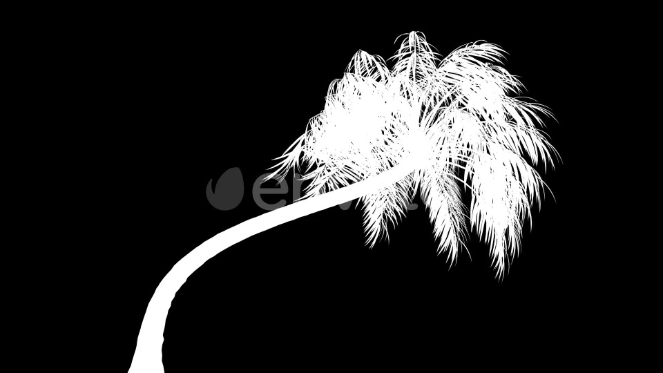 4K Curly Palm Tree Growing Timelapse Videohive 21866651 Motion Graphics Image 8