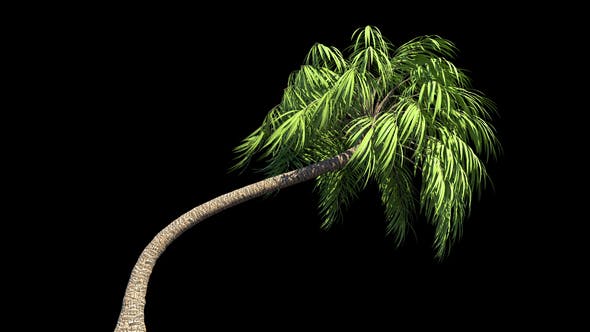 4K Curly Palm Tree Growing Timelapse - Videohive 21866651 Download